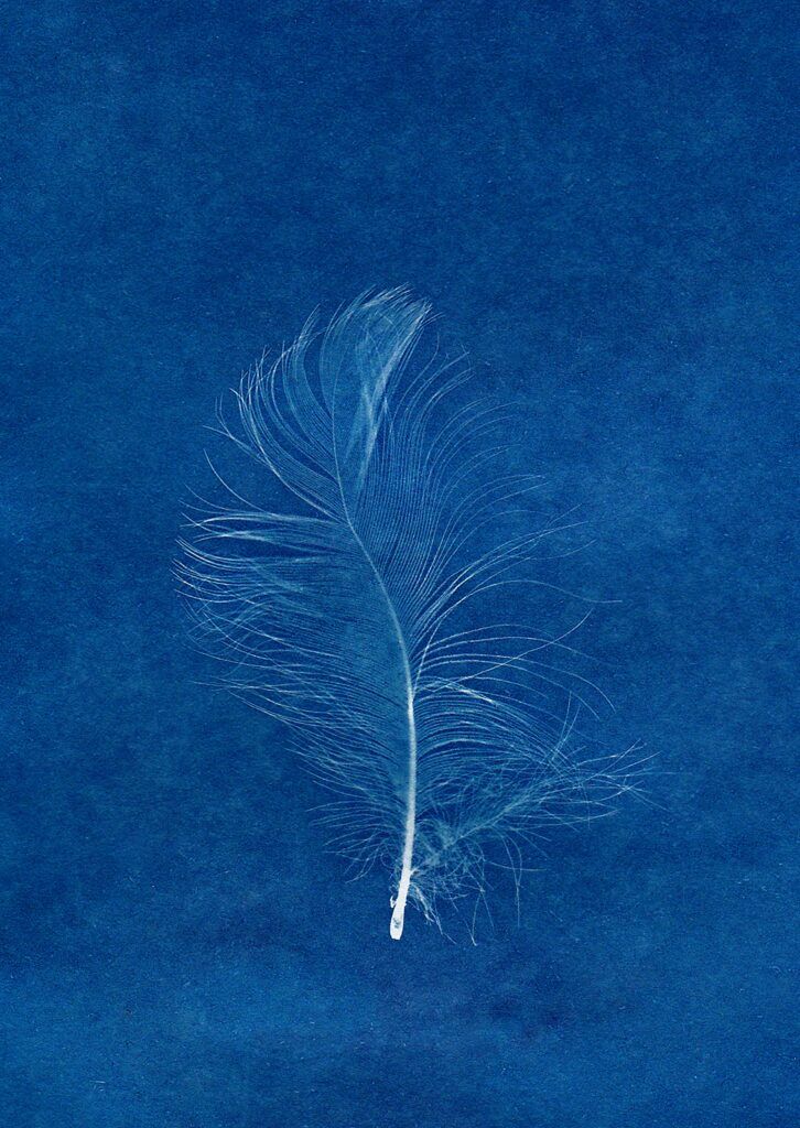 Artistic cyanotype print of a feather on a blue background, capturing delicate natural beauty.