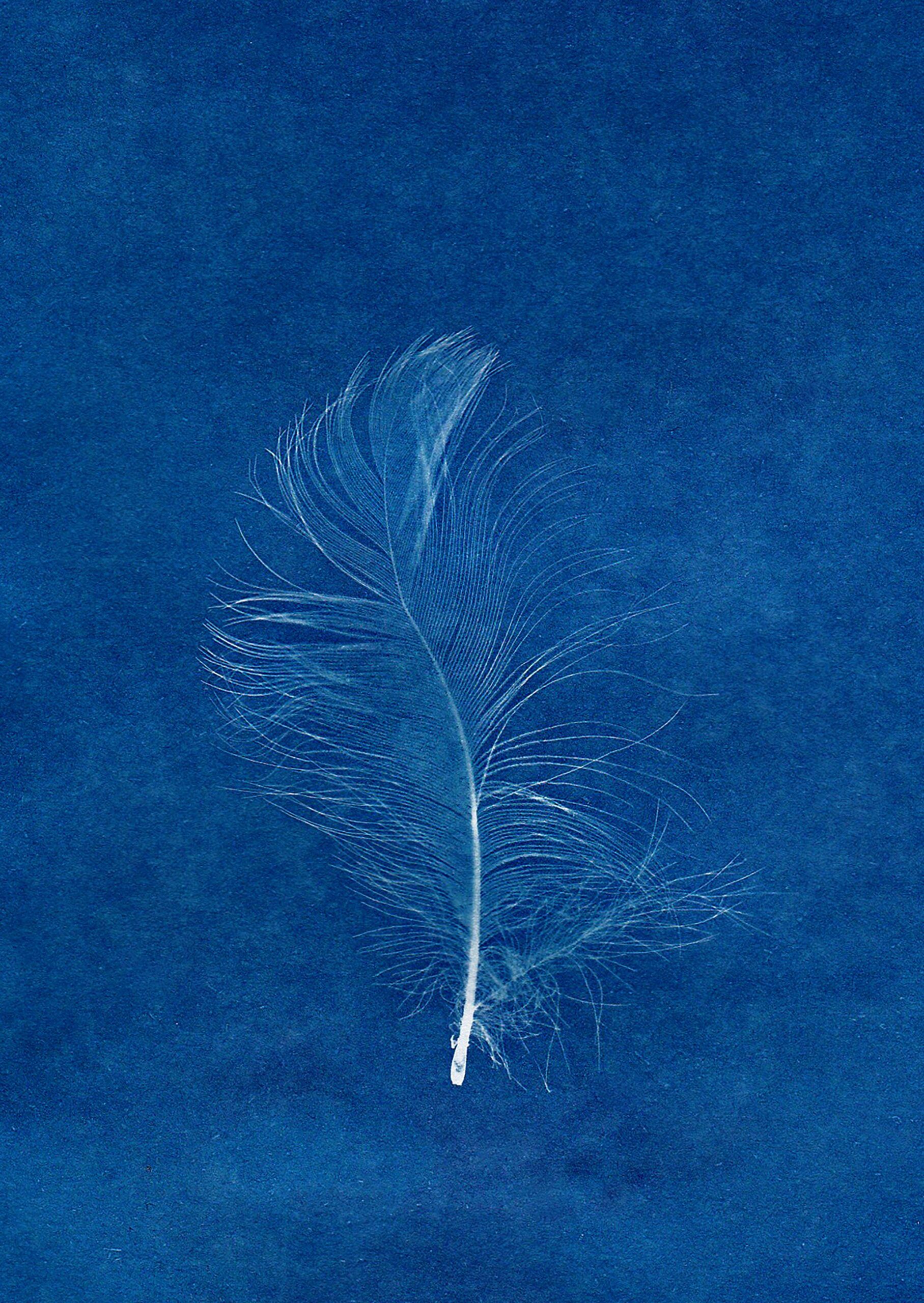 Artistic cyanotype print of a feather on a blue background, capturing delicate natural beauty.